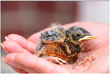 Nestling