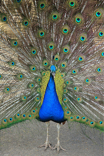 Look at my feathers. Look!